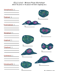 These cells are simple in structure, with no recognizable organelles. Solved Cells Alive Mitosis Phase Worksheet Match The Chegg Com