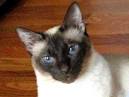Why are Siamese Cats so Talkative? A Helpful Guide - Stop ...