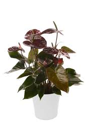 If this is not possible, the plant will typically survive indoors at temperatures above 60ºf (15.5ºc), but warmer is better. Anthurium Chocolate Flowering Indoor Plants Plantshop Me