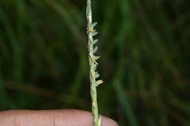 Image result for Sehima