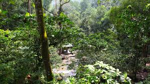 There is a printable worksheet available for download here so you can take the quiz with pen and paper. Forest Management In Malaysia Malaysia No 1 In Sustainable Forest Management