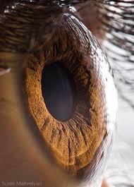 Check spelling or type a new query. Your Beautiful Eyes On Behance
