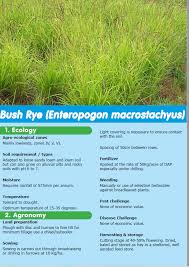 Image result for Enteropogon macrostachyus