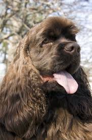 Pin By Le Jardin D Ingrid On Love My Cocker American Cocker Spaniel Cocker Spaniel Spaniel