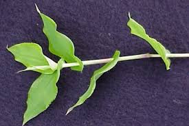 Image result for Arthraxon