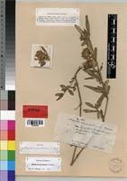 Image result for Blepharis involucrata