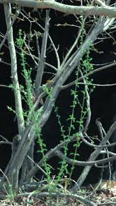 Image result for Hibiscus micranthus