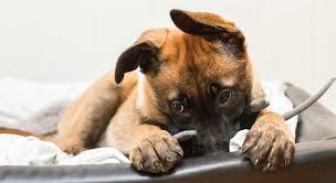 These are the best unique dog names for every good boy and girl. Puppy Names 350 Amazing Ideas From The Happy Puppy Site