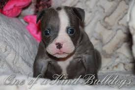We ship to kansas, texas, missouri, california, minnesota, ohio, oklahoma, alabama, arkansas, colorado, washington, north dakota, south dakota, oregon, nevada, michigan, we fly to all of the. Olde English Bulldogges In Ohio One Of A Kind Bulldogs