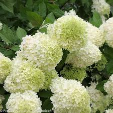 Planting Transplanting Hydrangeas Plant Addicts