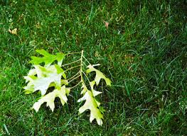 Oak tree seedlings can spring up in areas where you don't want them, like by the trunk of your established tree or in your lawn. Fallen Oak Shoots May Be Work Of The Twig Pruner Msu Extension