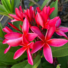 Image result for Plumeria rubra