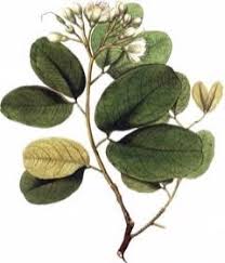 Image result for Hymenaea