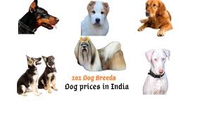 Most all our puppies come from our therapy dog lines. Barks In Dog Prices In India 2021 100 Dog Breeds