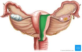 The fetus is inside the membrane sac within the uterus and high within the abdomen. Anatomical Changes During Pregnancy Kenhub