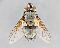 Image result for Blepharis dunensis