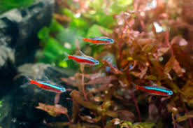 Another favorite of mine, the green neon is an especially good option for housing with male bettas. Neon Tetra Diet Temperament And Care Guide