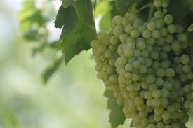 Maybe you would like to learn more about one of these? Wallpaper Pemandangan Makanan Taman Buah Hijau Anggur Anggur Bunga Menanam Pertanian Menghasilkan Tanaman Tanah Tanaman Berbunga Belukar Vitis Keluarga Selentingan Istri Sultan 4752x3168 Dasert 114279 Hd Wallpapers Wallhere