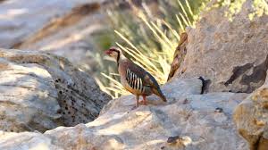 Birds Of A Feather New Vegas Chukar Red Rock National Recreation Area Las Vegas Nevada Birds In 2020 Recreation Area Las Vegas Nevada Recreation