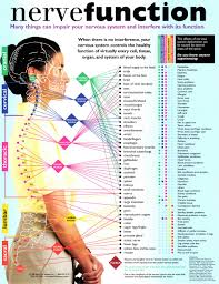 Bloomington Spine Clinic Nerve Function Chart Bloomington Il