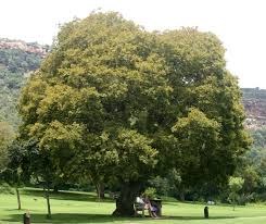 Image result for Celtis africana