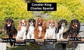 Black solid black king charles spaniel. Cavalier King Charles Spaniel Complete Dog Breed Profile And Info