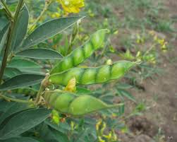 Image result for Cajanus cajan