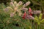 Image result for Indigofera cecilii