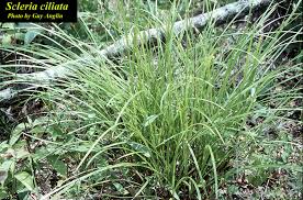 Image result for Scleria