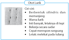 Perbedaan Otot Polos Lurik Jantung Idschool
