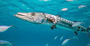 Barracuda (plural barracuda or barracudas). Barracuda Fakten Tiere Der Ozeane 2021