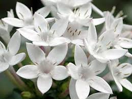 صـــور بــــلا حـــدود اجمل وارق زهور الفل والياسمين تشكيله راااائعه جد ف Flowers Plants Rose