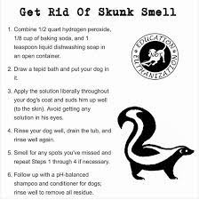 Now that you know everything these little, toxic balls do, you might begin to see. How To Get Rid Of That Awful Skunk Smell On Your Dog By Using Ingredients You D Have In Your Home Skunk Smell Get Rid Of Skunk Smell Dog Skunk