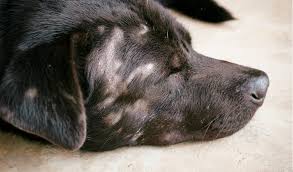 When your dog has a mild case of yeast overgrowth, he will just scratch his ears, smell his feet, and then go back to his nap. Malassezia Dermatitis In Cats And Dogs Petcoach