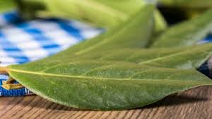 Check spelling or type a new query. Laurier Quels Sont Ses Bienfaits Et Comment L Utiliser Femme Actuelle Le Mag