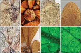 Image result for Marquesia macroura