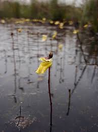 Image result for Utricularia  minor