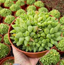 Image result for Searsia refracta