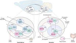 Central Nervous System Regulation Of Organismal Energy And Glucose Homeostasis Nature Metabolism