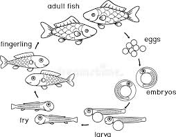These fun and educational free unicorn coloring pages to print will allow children to travel to a fantasy land full of wonders, while learning about this magical creature. Coloring Page With Life Cycle Of Fish Sequence Of Stages Of Development Of Fish From Egg Roe To Adult Animal Stock Vector Illustration Of Diagram Larva 139443991