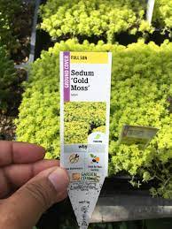 Planted several pots of mixed stonecrop last year. Has Anyone Tried Growing This Gold Moss Sedum Indoors I Have An Area In Mind With Plenty Of Sun But Is My Plan Doomed To Fail Houseplants