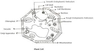 Fusion of two haploid gametes to form a diploid zygote. Make Sketches Of Animal And Plant Cells Which You Observe Under The Microscope