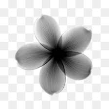 Download Plumeria Flower Png Plumeria Flower Svg Plumeria Flower Outline Cleanpng Kisspng