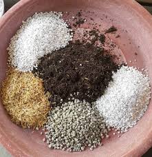 Best Soil For Succulents