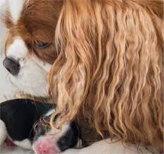 It also badly degrades a dog's quality of life, as. Breeders Role And Responsibilities In The Long Term Behavioural Health Of Canines The Veterinary Nurse