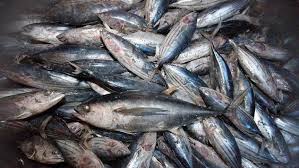 All Major Australian Tuna Brands Set To Use Sustainable Fishing Methods By End Of Year Greenpeace Says Abc News