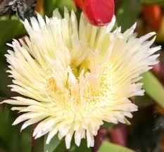 Image result for Carpobrotus