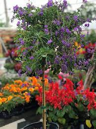 When we first moved there, we used to take walks in the neighborhood just to check out the surrounding. 3 Gallon Duranta Sapphire Showers Small Tree Apenberry S Gardens