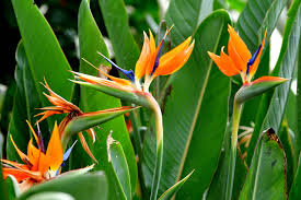 Image result for Strelitzia nicolai
