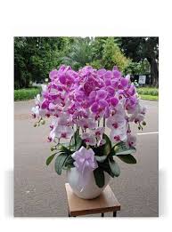We did not find results for: Bunga Anggrek Ucapan Ulang Tahun Naqie Florist